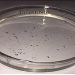 Liquid Paraffin Light